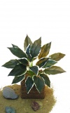 Herzblattlilie grün/weiß 51cm
