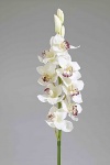 Orchidee "Cymbidium" weiß