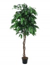 Dschungelbaum Mango mit Topf 180cm