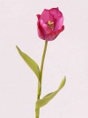 Tulpe rot 67 cm