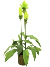 Ingwerlilie, Kunstpflanze, 95cm