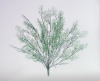 Korallengraskaktus weiß beflockt, 50 cm