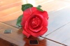 Rose Caroline rot  70 cm D: ca. 7,5 cm