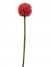 Alliumzweig, künstlich, rot, 55cm