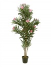 Oleanderbaum Rosa 150cm